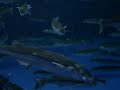 Farmed pejerrey fish in Chascomus Farmed pejerrey fish in Chascomus
