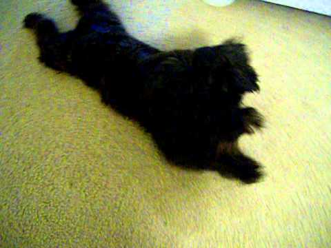 Best dog trick- Army Crawl Dems