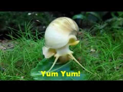 how to care apple snail