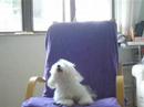 Keke Ouuu.......calling calling ???????? bichon Fries ??? Keke Ouuu.......calling calling ???????? bichon Fries ???