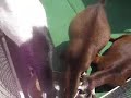 Petting Zoo Petting Zoo