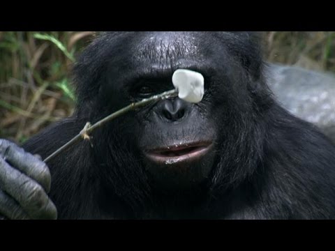 Crazy Smart Ape Lights Campfire, Roasts Marshmallows | The Real Apes of the Planet