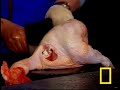 rare foods   bull penis
