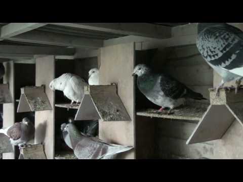 fremington,racing pigeons 16th january 2010.MTS