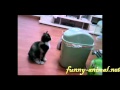 Boxing cat punching the trash can