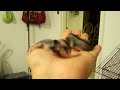 sugar glider babies