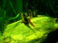 videos de Loach and Barb tank @ Zoo Bochum