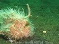 www.DiveIntoYourImagination.com Dive Into Your Imagination presents: Hairy Frogfish. A frog with hair?!?! Well a frogfish isn't a frog at all, it's a fish that uses its 'angler' to hunt. Travel with us to Indonesia to get a closer look at these bizarre creatures. Support the health of our planet, give the gift of the ocean by visiting our online store now: www.diveintoyourimagination.com Put youtube in the notes of your order to receive a free gift!