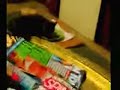 shabu three legged cat enjoying cat nip