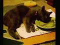 Shabu three legged cat enjoying cat nip Shabu three legged cat enjoying cat nip