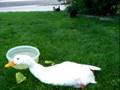 Bella's quack