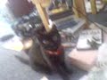 Fetching cat Boo