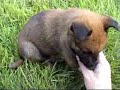 benjie x elodie pups