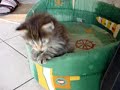 Cute kitten playing around