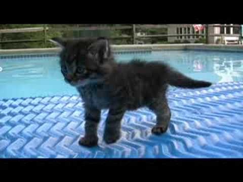 Kittensyoutube on More Cute Kitten And Puppy Pictures