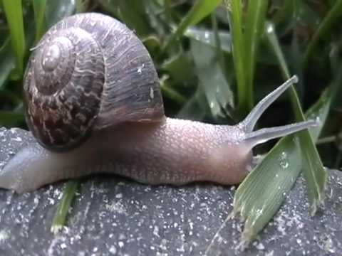 snails - MP3 link: http://auriplane.net/snails_exploring_and_eating.mp3 I played piano for a pair of snails ^-^
