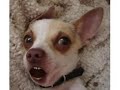Doogle, the singing Chihuahua Doogle, the singing Chihuahua