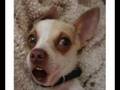 videos de Doogle, the singing Chihuahua