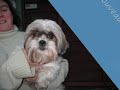Chien Amitié ...