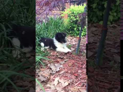 AKC Bi black Shetland sheepdog