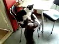 Diesel, kruising Dogo Agentino en Kane Corso, having a catfight! DEEL2