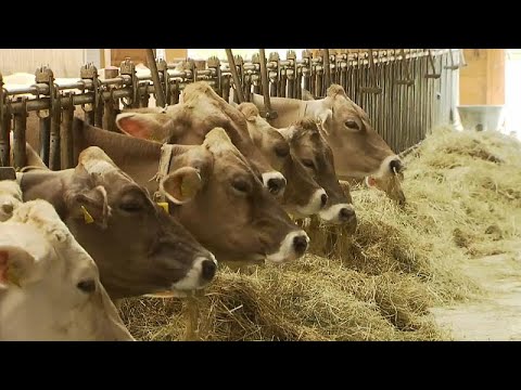 Trockenheit: Futter-Knappheit fr Milchkhe - Rckgriff auf die Winterreserve 