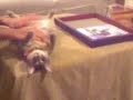 dead frozen cat