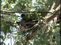 Roaming Bear Caught