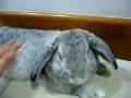 Flop