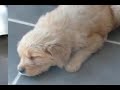 Mac and Tux - Golden Retrievers Puppies Mac and Tux - Golden Retrievers Puppies