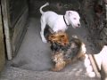 dogo argentino vs yorkshire