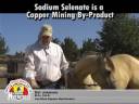 Organic Selenium for Horses