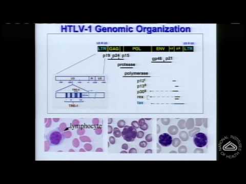 Nuclear damage and miscounted chromosomes: Human T cell leukemia virus transformation of cells