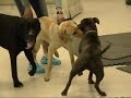Pitbull Fight Inside Doggy Daycare!!!