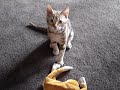 Chester-hates-that-evil-monkey!
