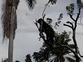 oso de anteojos oso de anteojos
