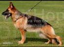 GERMAN SIEGER  SHOW 2007