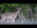 Monster Buck Hunting Video - Missouri Deer Hunting.