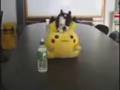 Boston Terrier video