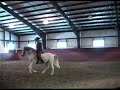 lusitano