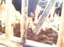 cow is born  then ganked from its mom  ~