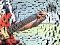 UFO SITN Michael Schenker - 5 Guitar Cover Solos