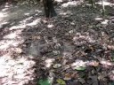 Cu Chi Tunnel