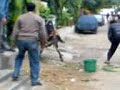 Qurbani Cow Kick Badly - (SHANi)