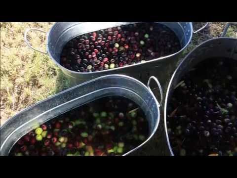 how to cure olives
