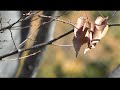 To me fair friend you can never be old: a video response