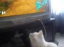 Obsessed Out Cat :)