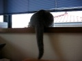 Lovely Chartreux addie! Lovely Chartreux addie!