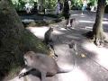 les singes de la monkey forest