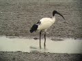 Sacred Ibis - Threskiornis aethiopicus Sacred Ibis - Threskiornis aethiopicus